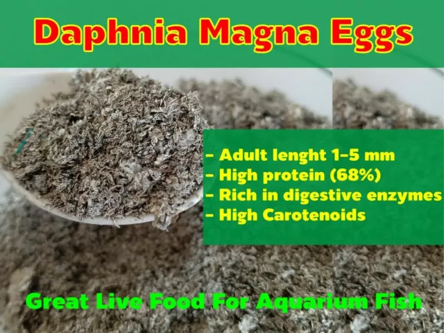 Daphnia Magna Eggs (Water Flea) Great Live Food For Aquarium Fish Betta Guppy