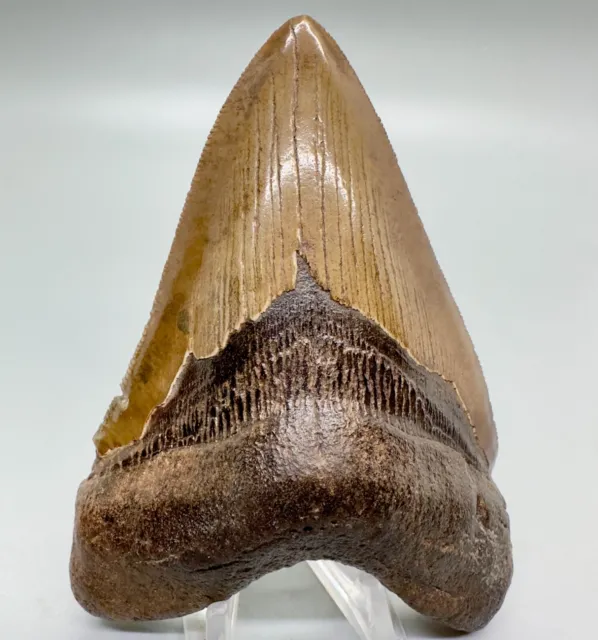 Amazing Shape/Color Sharply Serrated 4.32" Fossil MEGALODON Tooth - USA