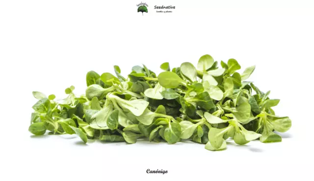 Canónigo - Valerianella locusta - 1000 semillas - Saatgut - Graines - Semi