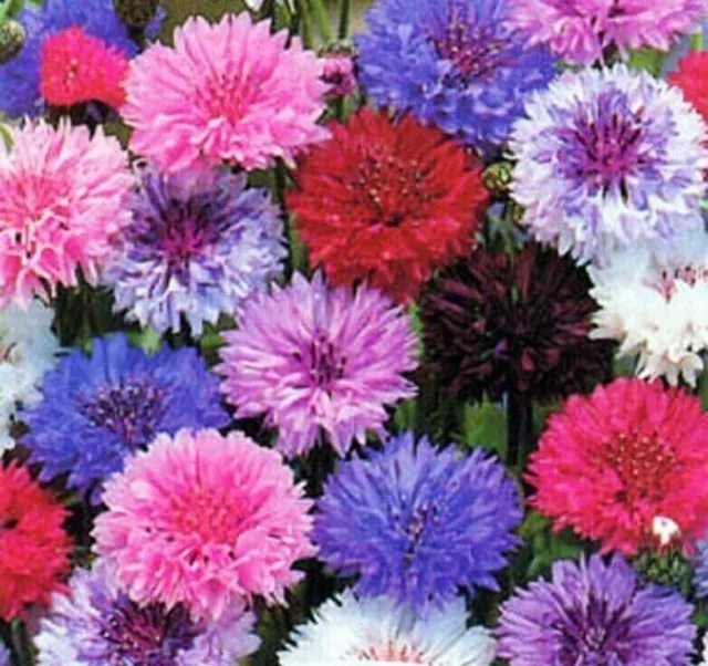 Cornflower - Mixed - Cut Flowers- Borders - Pictorial Pack - NEXT DAY SHIPPING