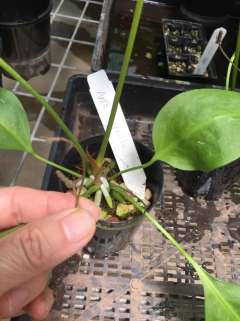 RARE species Anthurium gracile 75mm pot Flowering size