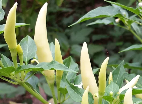 Japanese White Eagle Claw Chilli - An Ultra Rare & Extreme Hot Variety