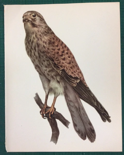 Vintage Book Plate Print The Kestrel
