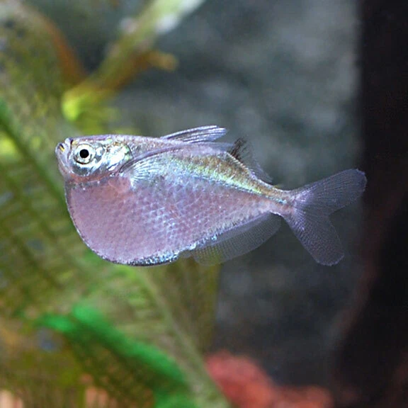 Group of 5 Live Silver Hatchet Freshwater Tropical Fish High Quality