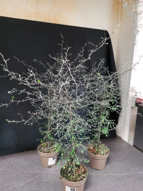Corokia cotoneaster Zickzackstrauch ca 11,5 cm Topf große Pflanze bis 60 cm