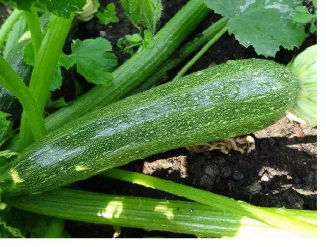 Vegetable Courgette Defender F1 - 10 Seeds