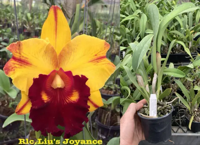RON Cattleya Orchid Rlc. Liu's Joyance Quality FLOWERING SIZE CLONE 100mm Pot