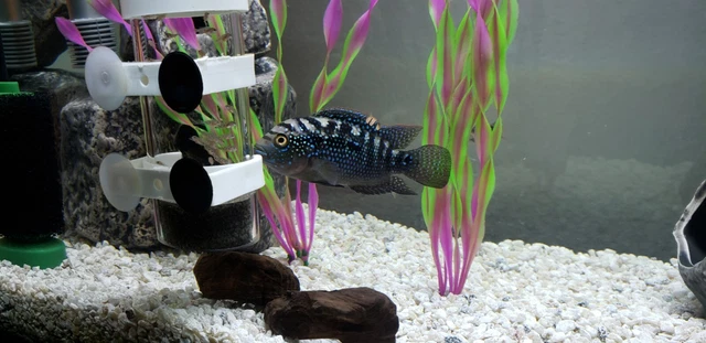 Jack Dempsey Cichlid Freshwater Aquarium Fish 5