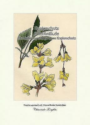 Chinesische Forsythie Forsythia suspensa Ölbaumgewächse Vilmorin A4 363