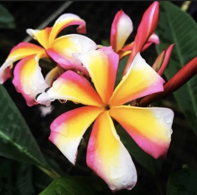 Mini Rooted  Plumeria Plant Cutting ~ Candy Stripe ~ 10" 1 Tip