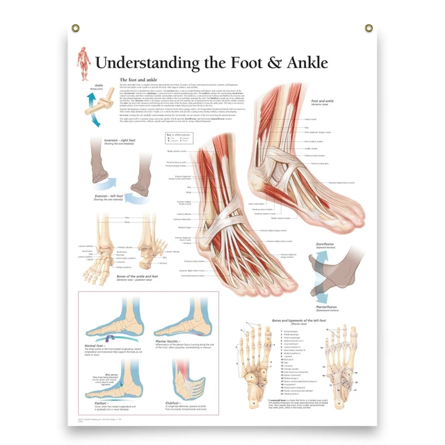 UNDERSTANDING THE FOOT and Ankle Laminated Medical Poster Diagram ...