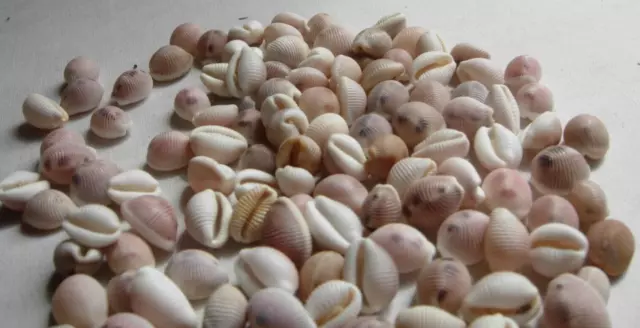 Cowrie shells 100+. Beach finds. Trivia Monacha & Trivia Arctica, British (D)