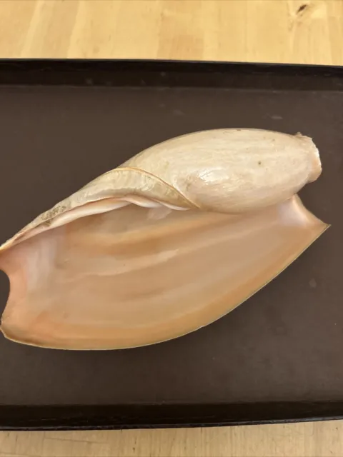 Large Melon Conch Sea Shell 19cm