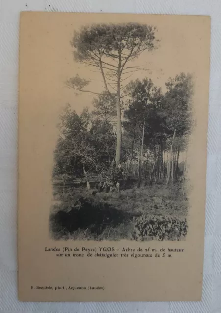 CPA 40 - Landes ( Pin de Peyre ) YGOS - F. Bernède, phot., Arjuzanx