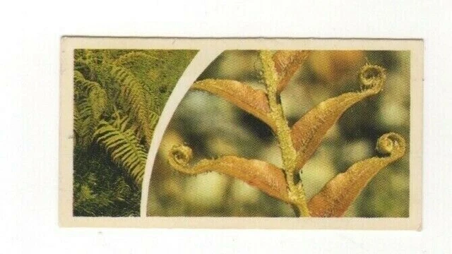 Brooke Bond Microscopic Images 1981 Fern