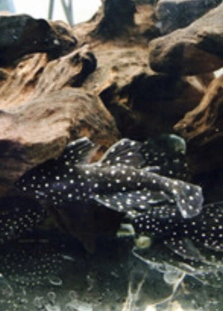 Galaxy L240 Pleco Pack Of 2