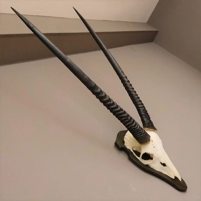 Orix ( Gazella) Antílope Gacela Gemsbok África Trofeo de Calavera Hornlänge 90CM 2
