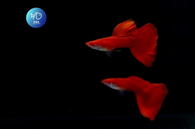 2x Male - Albino Full Red DBS - High Quality Live Guppy Fish Great A +++++ 2