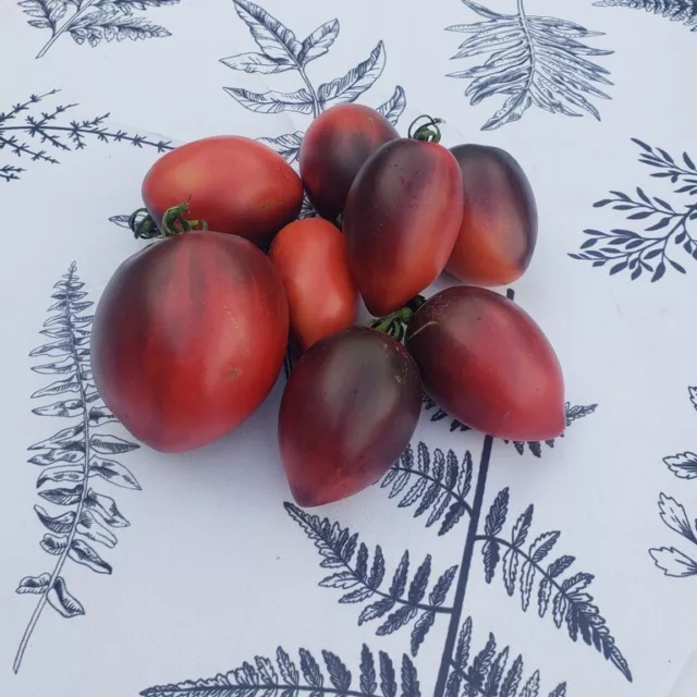 40 graines de tomate PASCAL DE PICARDIE - culture type Bio 2