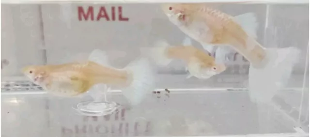 White Platinum Albino Guppy Trio One Male Two Females red eyes.