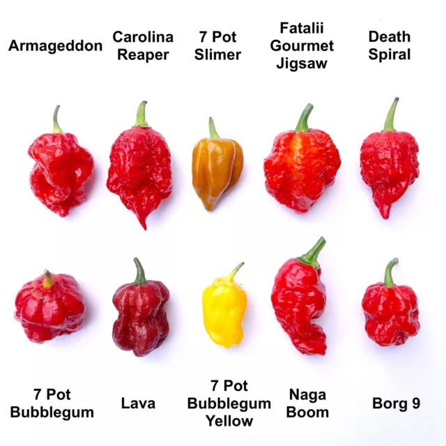 Worlds HOTTEST Chilli 10 Varieties 20 Seeds Carolina Reaper + Superhot Seeds Mix