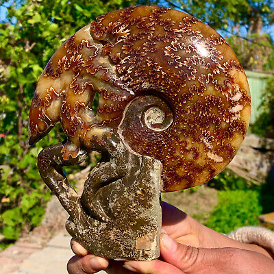 2.55LB Rare! Natural Tentacle Ammonite FossilSpecimen Shell Healing Madagasc