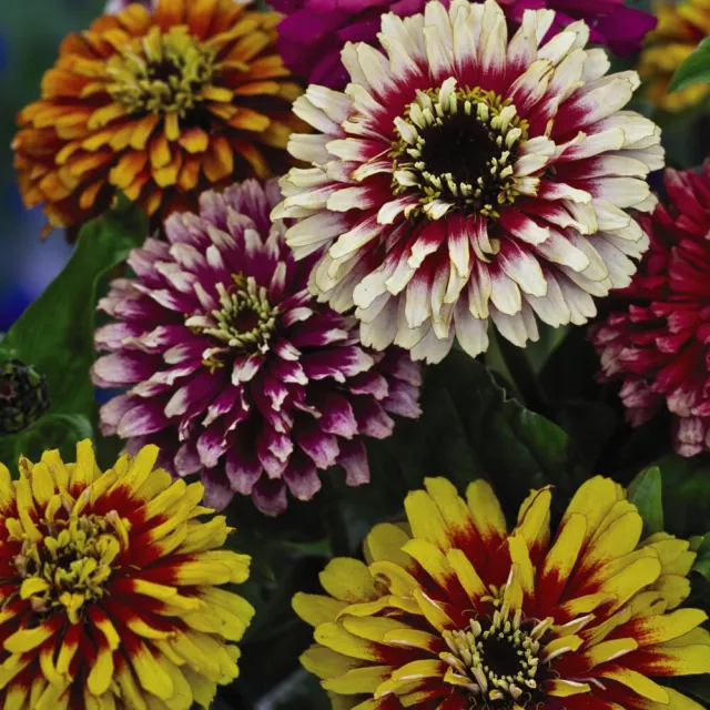 Thompson & Morgan Zinnia Elegans Whirlygig Mixed 1x Seed Packet