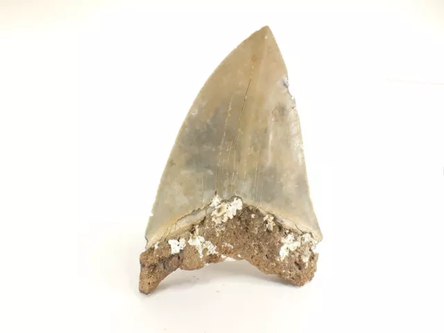 Carcharodon megalodon Fossil Shark Tooth  (EA8509) Ashpoo River S.Carolina USA