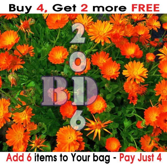 30 seeds Calendula Officinalis Pot Marigold Hardy Annual Garden Flower Orange