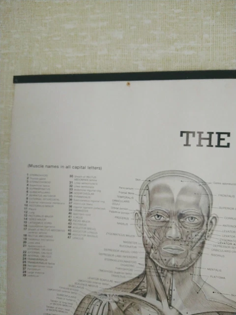 VINTAGE DIAGRAM POSTER Human Body Muscle Anatomy System Anatomical ...