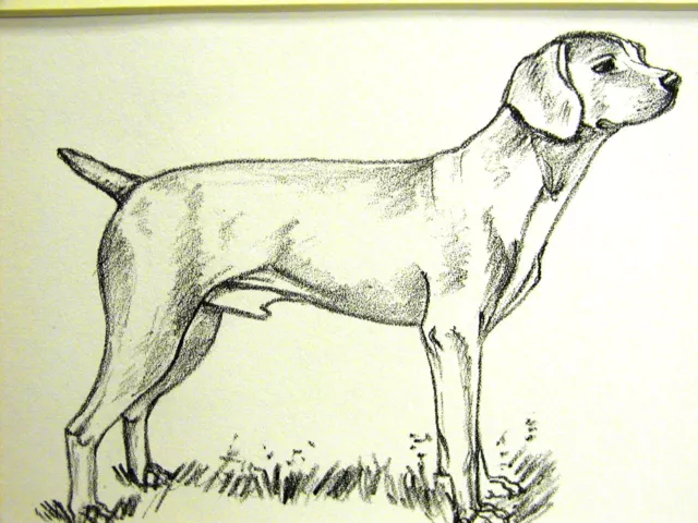 Gladys Emerson Cook 1962 VIZSLA HOUND Vintage Dog Art Print Matted