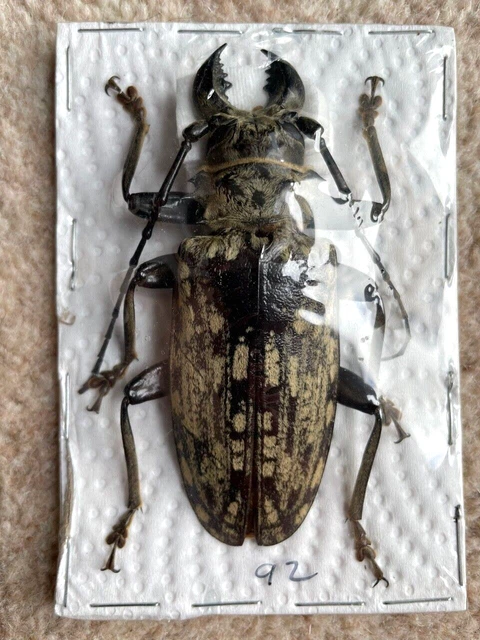 BEETEL -  Prioninae  - Tithoes confinis XL 92mm+