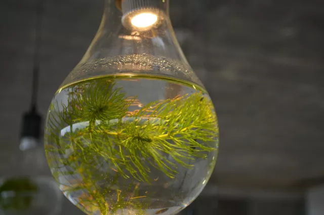 Nano Aquarium / Hanging Luminarium Aquarium/ Hanging Air Plant Terrarium By SRA 2