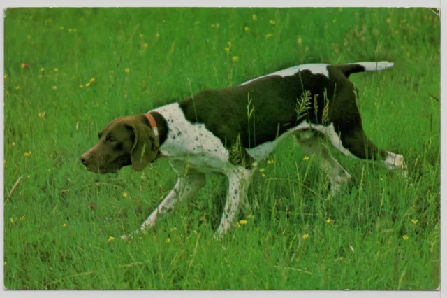 GERMAN SHORTHAIRED POINTER AT WORK OLD 1960's DOG PHOTO POSTCARD