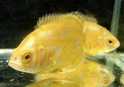 Live Albino Lemon Tiger Oscar Cichlid for fish tank aquarium 2