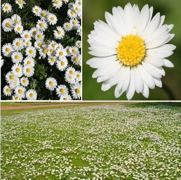 Common Daisy | Bellis Perennis | 200 / 500 seeds  Wildflower | Same Day Dispatch