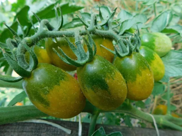 Pomodoro Favorie de Bretagne 5+ semi seeds samen P 361