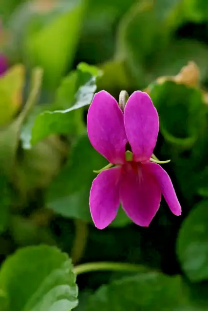 Red Sweet Violet - Viola odorata f. Rubra - 20 Seeds - Scented