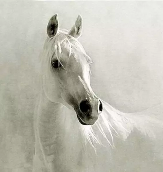 Realism art Oil painting nice animal white horse head hand painted on canvas