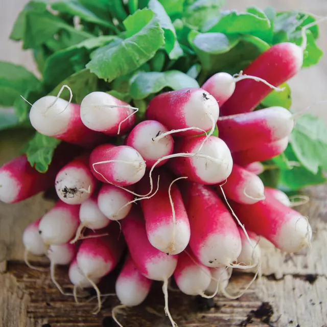 Thompson & Morgan Radish French Breakfast Seed Veg Garden Plant 1 Pack 500 Seeds