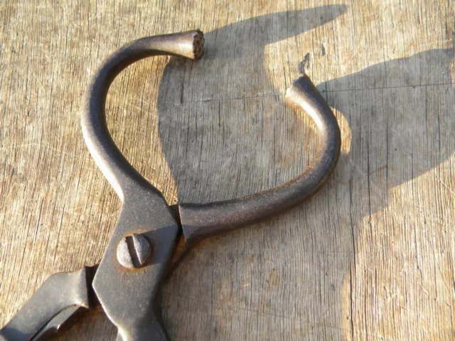 ca.1900 TIERARZT BAUER antike klappbare ZANGE für STIER? zum "Stierenweisen"
