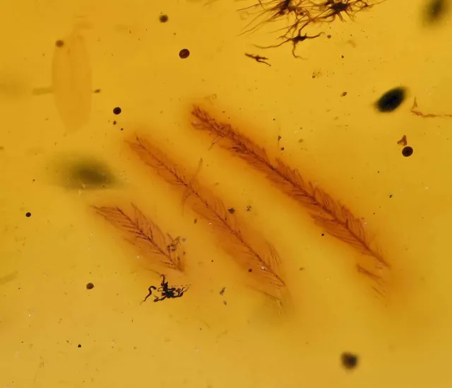 Rare Bird Feather, Fossil Inclusion in Burmese Amber