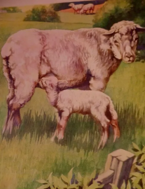 Sheep Ewe Lamb Vintage Print 1939 Children's Book Illustration Victor Becker