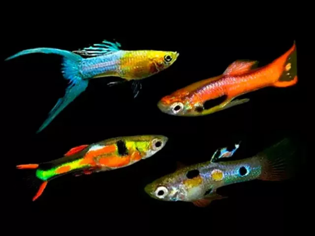 Group of 8+2 Live Assorted Male Endlers Freshwater Tropical Fish High Quality A+