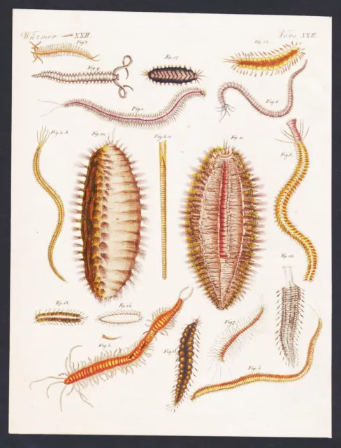 Nereididae Ragworms Worm Worms Engraving Imprimé Ancien Bertuch 1800