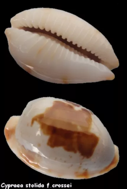 Coquillage de collection : Cypraea stolida crossei