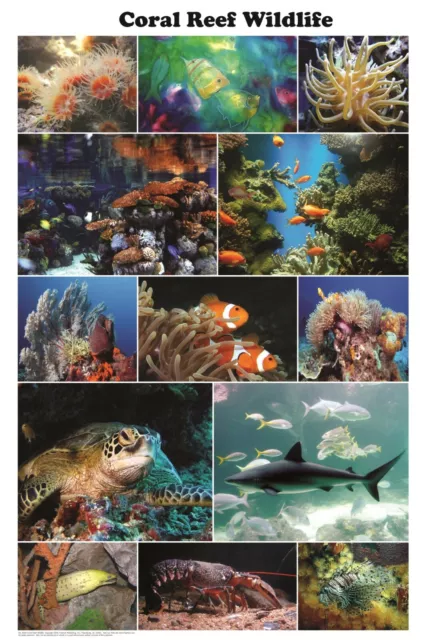 Coral Reef Wildlife Poster (61X91Cm) Aquarium Educational Chart New Shark Fish