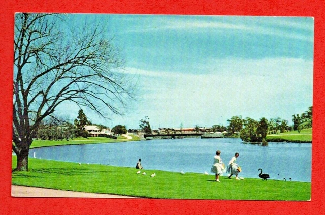 1960s ADELAIDE SA postcard RIVER TORRENS private school rowing sheds swans bird