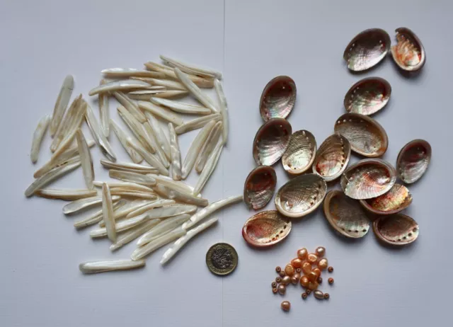 Mixed Lot of Shell Beads  🌸 Albalone & Long Mother of Pearl 🌸 Jewellery Making