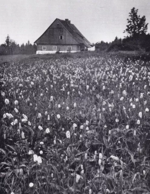 Iserkamm- Blühende "Lämmerschwänze" auf einer Moorwiese (Schlesien) 1935